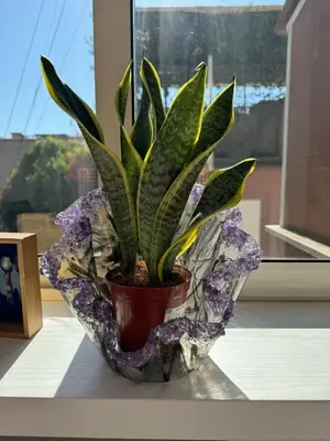 a plant in a pot sitting on a window sill at Casa Lella al Borgo Pio, a pochi passi da San Pietro in Rome
