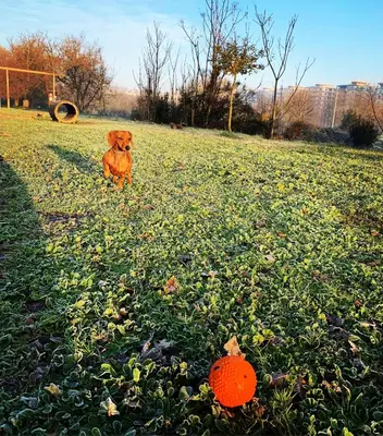 a dog sitting in a field with an orange frisbee at Domus La Conca in Rome