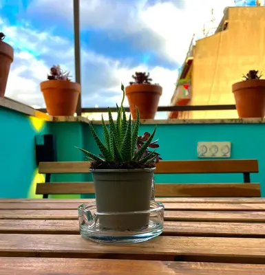 a potted plant sitting on top of a wooden table at Stanza in appartamento adiacente metro C in Rome