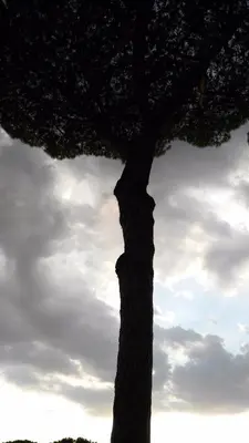 a tree in front of a cloudy sky at Piccolo Nido in Rome