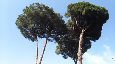 two trees standing next to each other at Piccolo Nido in Rome