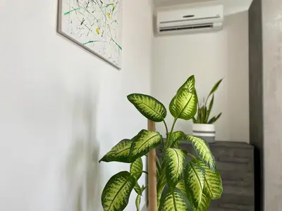 a plant in a room next to a wall at GreenChill House - West Rome in Rome