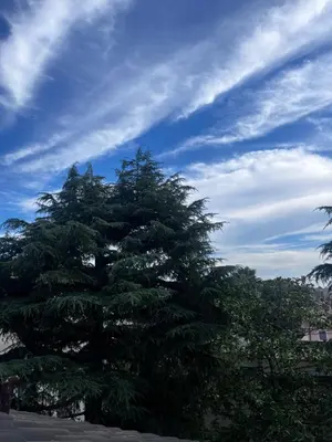 a large tree against a blue sky with clouds at Maison LuCe in Rome