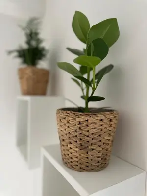 a plant in a basket sitting on a shelf at Alloggio turistico Gloria in Rome