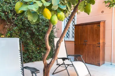 a chair and a lemon tree in front of a building at Il giardino di San Pietro - 10 minuti dai Musei Vaticani in Rome