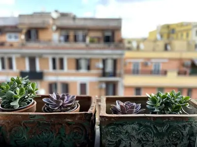three potted plants sitting on a window sill with a building at Casa Vivi in Rome