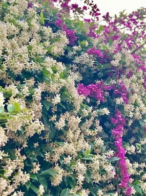 a bunch of white flowers on a wall at Bellissimo Appartamento- metro Battistini - Vaticano - 120mq in Rome