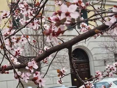 a tree with pink flowers in front of a building at Home Rome Borsieri in Rome