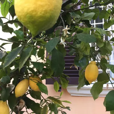 a lemon tree with a bunch of lemons on it at Gianicolo Penny's Garden a Roma centro in Rome