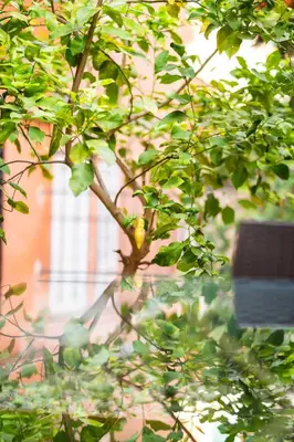 a close up of a tree in front of a building at Aurea Suite Vaticano in Rome
