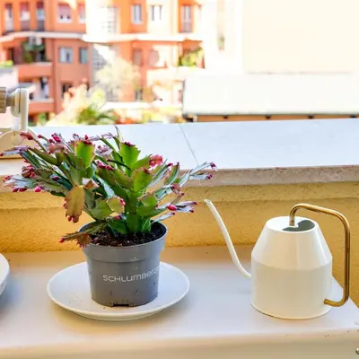 a potted plant sitting on a plate next to a tea kettle at Casa Ines in Rome