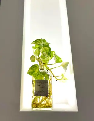 a glass bottle with a plant in it on a shelf at Silla Studiò - piccolo appartamento a due passi dal Vaticano in Rome