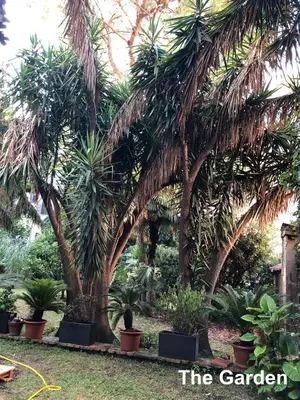 a group of palm trees in a garden at LE TRE M - Guesthouse in Rome