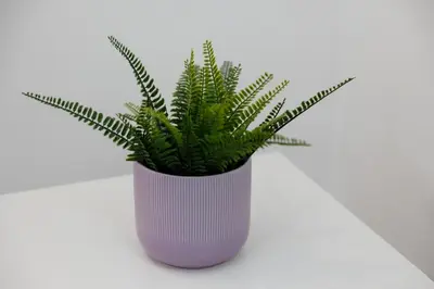 a green plant in a pink vase on a table at Pandolfo Apartment in Rome
