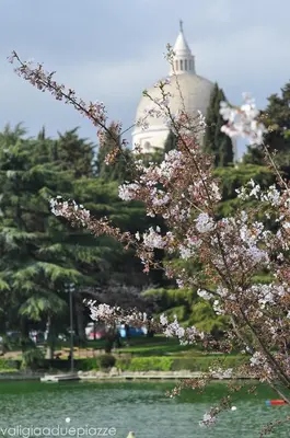 a tree with pink flowers next to a body of water at Stanza Del Principe in Rome