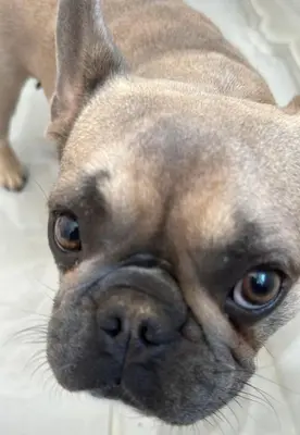 a brown dog is looking up at the camera at Gianicolo House in Rome