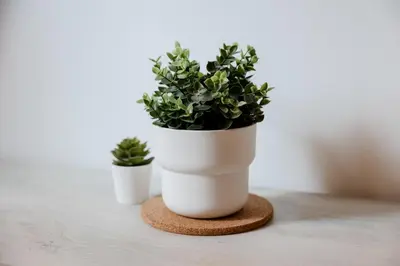 two plants in white pots sitting on a table at Montagnola Mini House in Rome