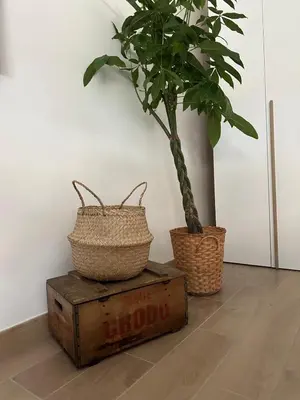 two potted plants sitting on top of a chest at Alloggio turistico Gloria e Luigi in Rome