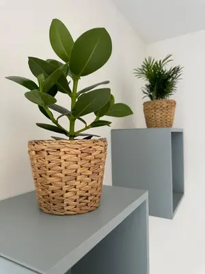 two plants in baskets sitting on a table at Alloggio turistico Gloria e Luigi in Rome