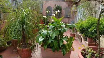 a greenhouse filled with lots of plants in pots at Vatican Treasure Garden in Rome