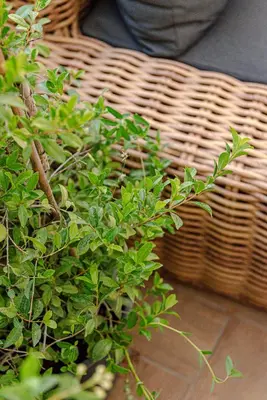 a wicker basket with a green plant next to it at Piazza Venezia Suite and Terrace in Rome