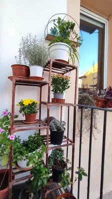 a shelf filled with lots of potted plants at La Dolce Vita in Rome