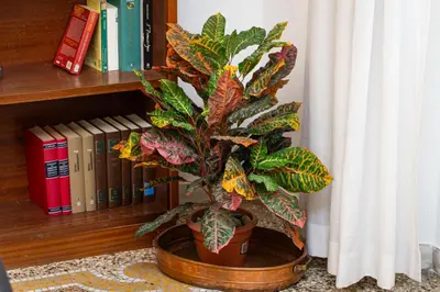 a plant in a pot in front of a book shelf at Clodia 5 by Rental in Rome in Rome