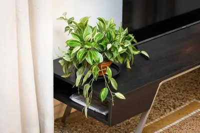 a pair of plants sitting on a table next to a television at Clodia 5 by Rental in Rome in Rome