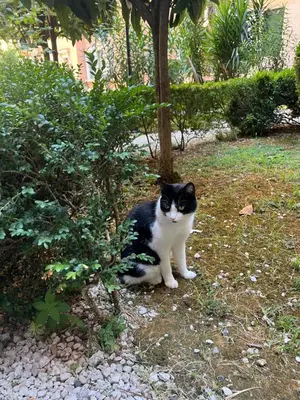 a black and white cat sitting next to a bush at Belle Arti Home in Rome