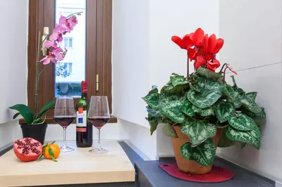 a plant in a vase on a table with wine glasses at Vatican Loris House in Rome