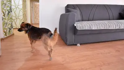 a dog standing in a living room next to a couch at Due passi dal cupolone - appartamento al centro in Rome