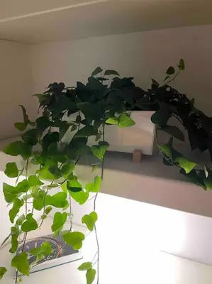 a plant sitting on top of a table at Rome Vatican Home in Rome