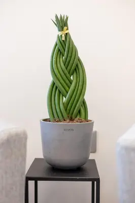 a green cactus in a gray pot on a table at Koala House in Rome