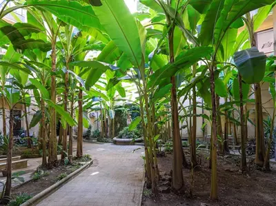 a row of banana trees in a garden at Vatican Luxury Apartment in Rome