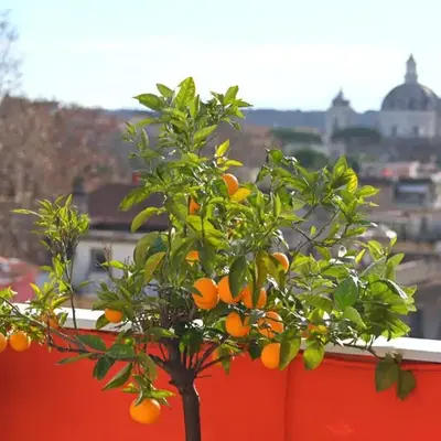 Farnesina Rooftop Terrace