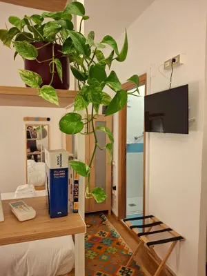 a plant sitting on a shelf in a room at Casa Aurelia 641 in Rome