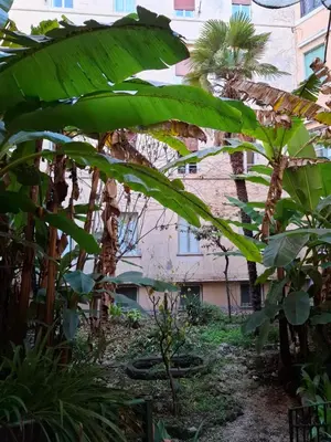 a large green banana tree in front of a building at Casa di Michele in Rome
