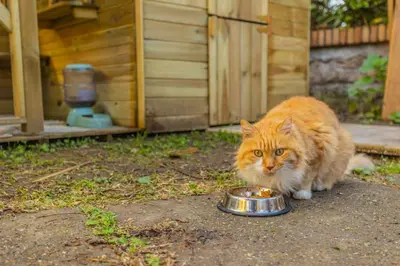 an orange cat eating food out of a bowl at Villa Gatta in Rome