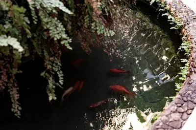 a group of fish swimming in a pond at Domina Apartments Roma - San Pietro 3 in Rome