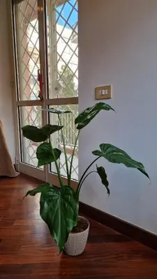 a plant in a pot sitting on the floor next to a window at Peck House in Marconi San Paolo in Rome