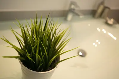 a potted plant sitting on a bathroom sink at Thebestinrome Piazza del Popolo - Vico in Rome