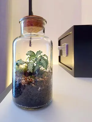 a glass jar with a plant in it next to a toaster at Prisma Rooms in Rome