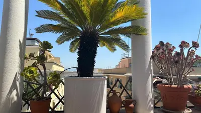 a palm tree in a white vase on a balcony at The attic in Rome
