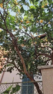 a tree with oranges on it in front of a building at Casetta Garbatella in Rome