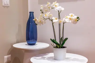 a blue vase sitting on a table next to a plant at iFlat Rome Dream, New Cozy & Chic Apartment in Rome
