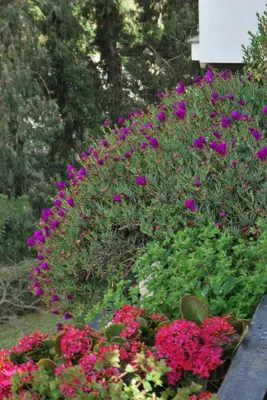 a bunch of purple and red flowers in a garden at Appartamento Gemelli - Val Favara Apartment in Rome