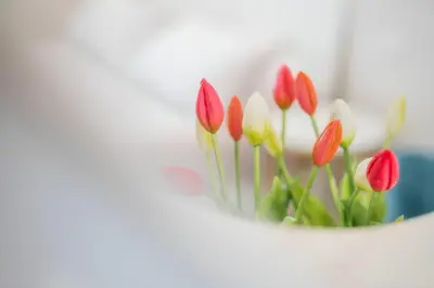 a group of red and white tulips in a hole at 10 Min from Termini Sisters Cozy Rome Apartment in Rome