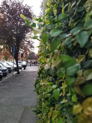 a hedge of green leaves on a street at GH Lorvand in Rome