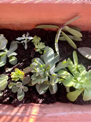 a bunch of green plants in a garden at La Casa Blu in Rome