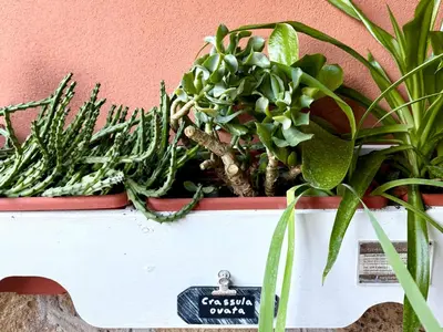 a bunch of plants in a planter on a wall at La Casa Blu in Rome